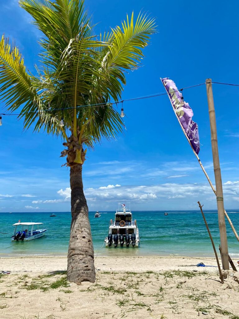 Palm tree on the beach in Bali